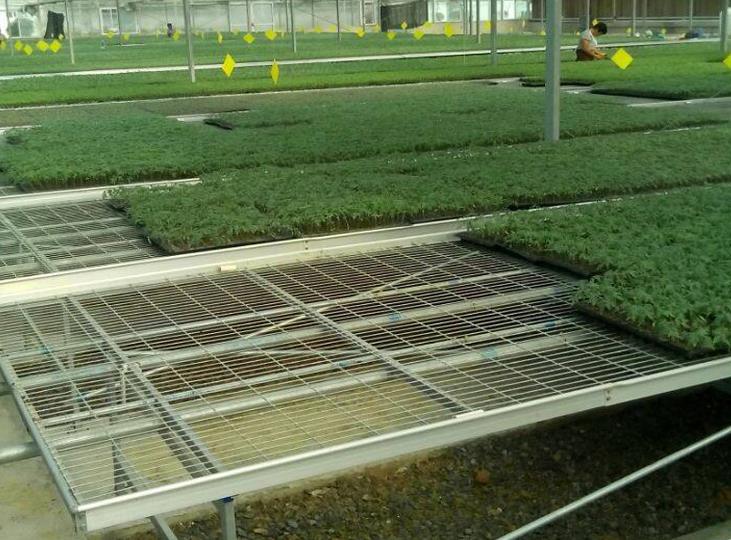 1566028388935448.jpg <a href='http://hzlrrj.cn/miaochuangsheshi/199.html'target='_blank'>育苗床</a>.jpg